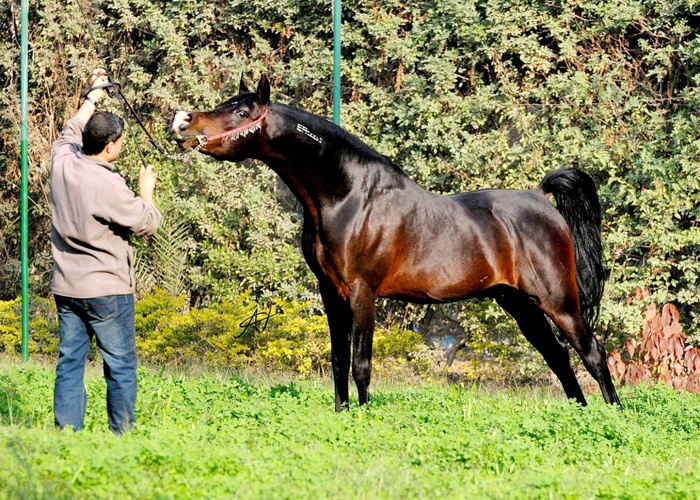 الخيول
