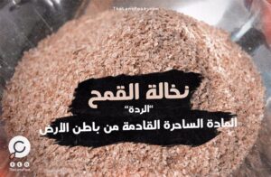 القمح