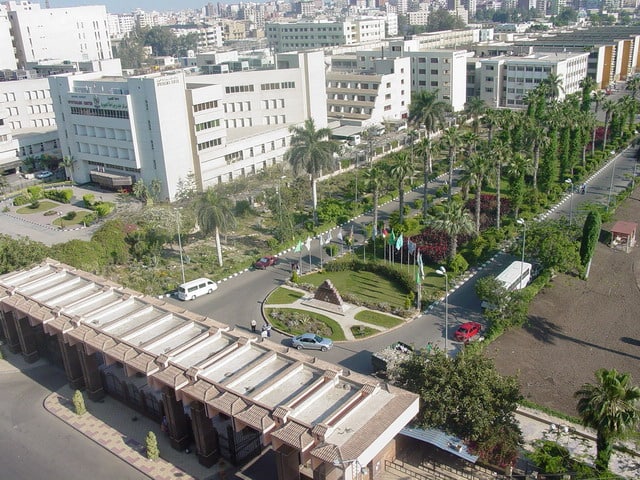 الفطر الأسود