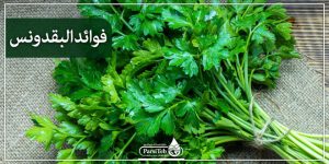 البقدونس