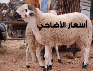 الأسعار