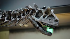 تُرى جمجمة وعنق عينة Carnotaurus في متحف التاريخ الطبيعي في مقاطعة لوس أنجلوس 1 فبراير 2011 ، في لوس أنجلوس ، كاليفورنيا.