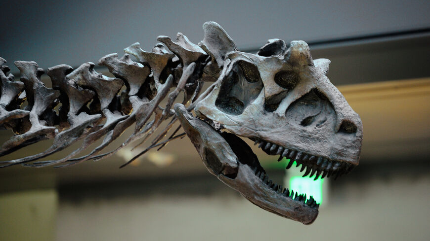 تُرى جمجمة وعنق عينة Carnotaurus في متحف التاريخ الطبيعي في مقاطعة لوس أنجلوس 1 فبراير 2011 ، في لوس أنجلوس ، كاليفورنيا.