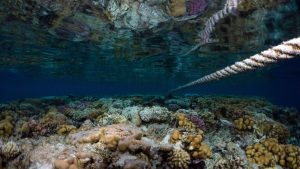 كيف حصلت شرم الشيخ على 7 ملايين دولار لتصبح مدينة خضراء لـ COP27؟ بقلم توفيق الناصري