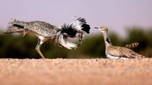 البيئة والطبيعة
