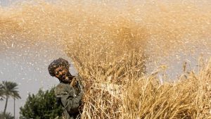 مصر تبدو بعيدة عن القمح