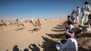 عودة سباق الهجن المصري إلى شمال سيناء بعد توقف دام 14 عاما