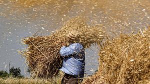 عامل يحمل كيس قمح أثناء موسم الحصاد في قرية بمها بالقرب من العياط بمحافظة الجيزة المصرية.