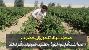 سيناء